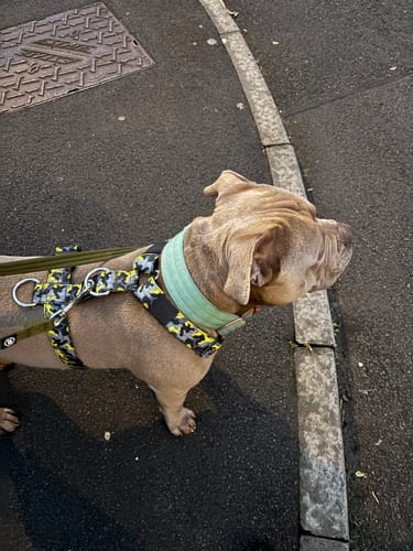 Customer's strong dog wearing the Lightning pattern Anti-Pull TRI-Harness on a sidewalk.