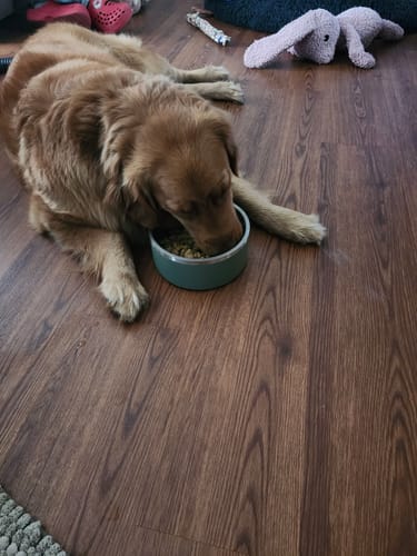 A customer's golden dog lying on a wood floor eating NOBL3 Beef & Chicken Recipe from a bowl.