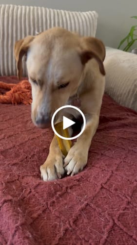 Customer video review of Himalayan Yak Cheese Chew Dog Treat