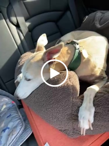 Customer video review of Chocolate | The Cosy Car Seat