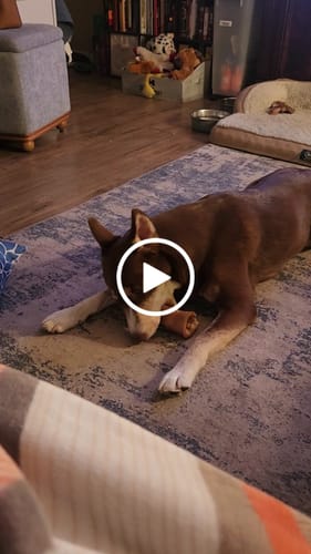 Customer video review of Smoked Beef Marrow Bone