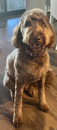 Reviewer's brown curly-haired dog, Hank, looking happy and healthy.