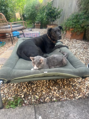 Customer photo review of HiK9 Bed with Olive Canvas Cover