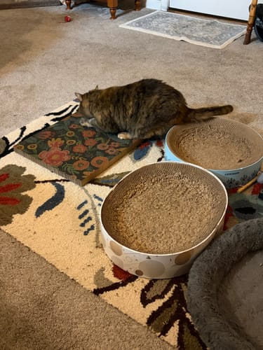 Customer photo review of Flowerbed - Luxury Cat Scratching Board