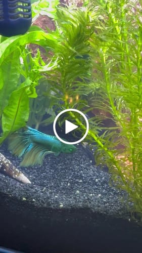 Customer video review of Black Hulk Halfmoon Male Betta Fish | You Pick Fish