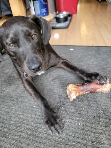 Customer's dark dog lying on a carpet next to a Smoked Beef Marrow Bone.