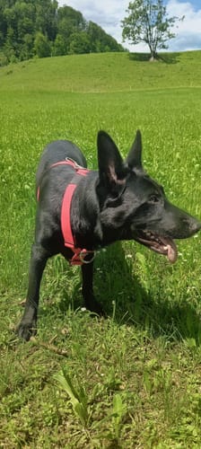 Customer photo review of Anti-Pull TRI-Harness® | Training Dog Harness for All Breeds - Red