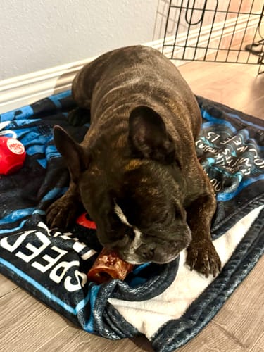 Customer's brindle French bulldog lies on a blanket, chewing a Smoked Beef Marrow Bone.