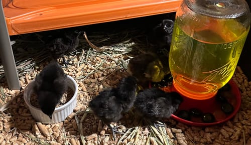 Customer photo review of Ayam Cemani (FLF New Bloodline 2023 Import) Chick (Unsexed)