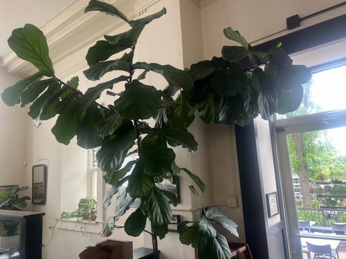 Reviewer's large, healthy fiddle leaf fig tree inside their restaurant after using the Plant Food.