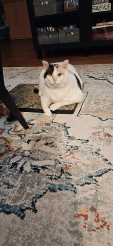 Customer photo review of Koi Pond - Luxury Cat Scratching Board