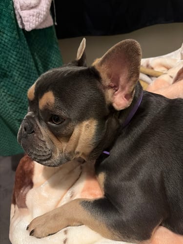 Customer's calm French bulldog wearing the purple PawLax Collar while resting on a blanket.