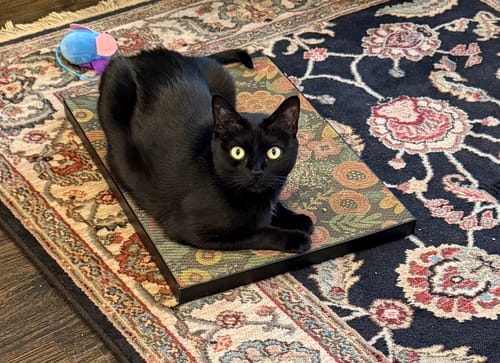 Customer photo review of Flowerbed - Luxury Cat Scratching Board