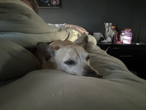 Customer photo review of MarshMellow Comforter