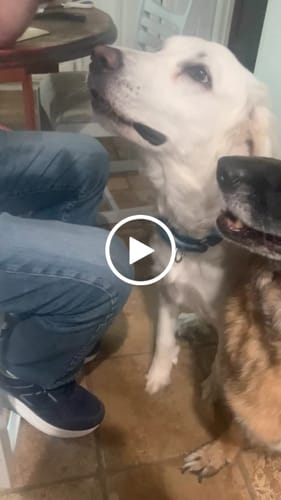 Customer video review of Beef Liver