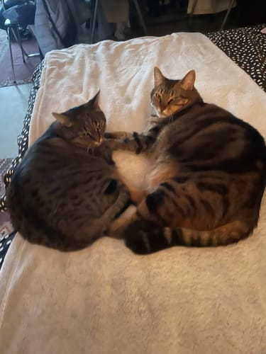 Les deux chats tigrés d'un client, maintenant adultes, se blottissant l'un contre l'autre sur une couverture.