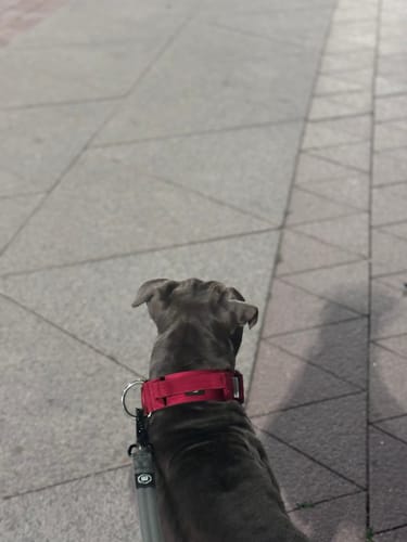 Customer photo review of 5cm Combat® Collar | With Handle & Secure Clip - Burgundy