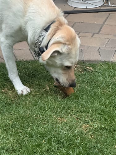 Customer's dog chewing a Smoked Beef Marrow Bone on a lush green lawn.