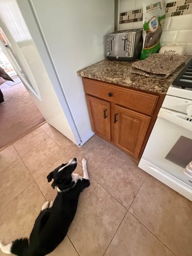 Customer's black and white dog lying on a kitchen floor, looking up at a bag of USA Beef Lung Chunks on the counter.