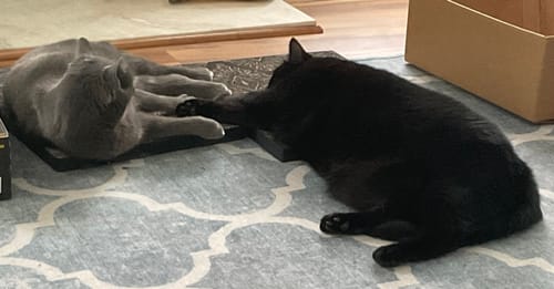 Customer photo review of Toe Beans - Luxury Cat Scratching Board