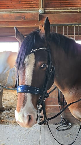 Customer photo review of Navy Patent - Flashless Noseband