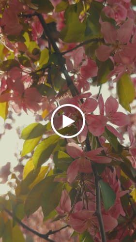 Customer video review of iPhone Apple Log LUTs