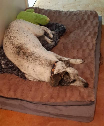 Customer's dog sleeping on the plush Dog Memory Foam Mattress.