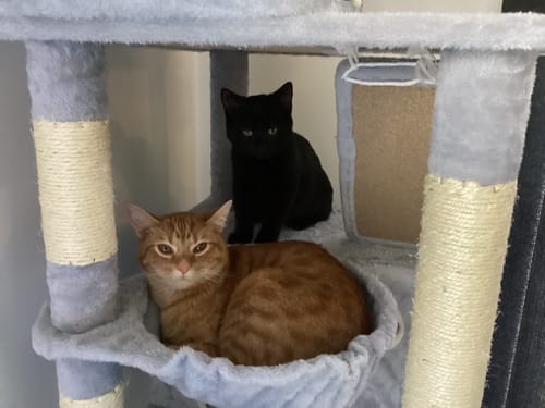 Customer's ginger cat rests in the plush basket of the grey Pawz Cat Tree, with a black cat sitting on the level behind.