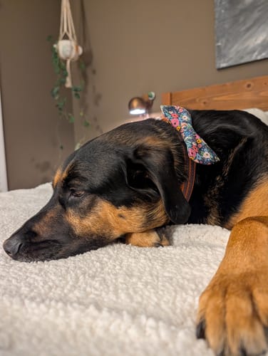 Customer photo review of Navy Wonderland Garden Dog Bow Tie or Cat Bow Tie