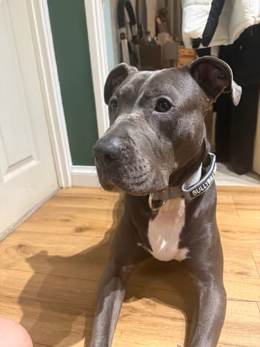 Customer's grey dog lying on a wood floor while wearing the Metal Grey Combat® Collar.