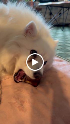 Customer video review of Small Dog Spring Treat Bundle (Under 20 lbs)