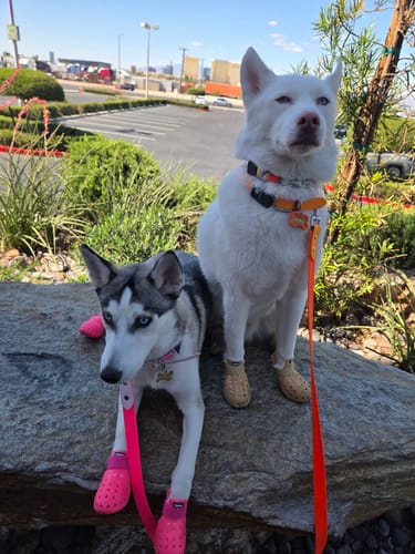 Customer photo review of WagWellies® Mojave