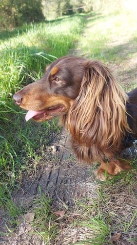 Customer photo review of Shampoing Sans Rinçage - Apaisant pour chien 🏔️