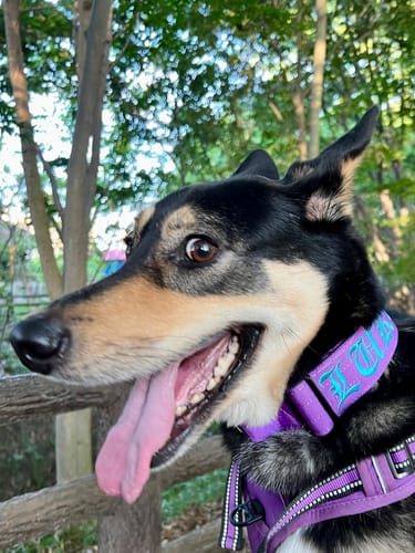 Close-up of a reviewer's dog wearing a purple collar and harness matching the Ladder Combat Lead.