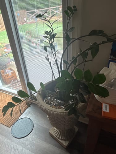 A reviewer's large, healthy houseplant in a decorative urn by a window after using the pest spray.