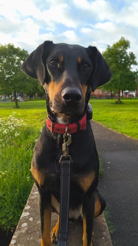 Customer photo review of FIDA Heavy Duty Dog Leash