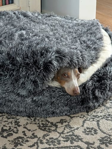 Reviewer's small dog peeking its head out from under the fluffy cover of the Pet Cave Dog Bed.
