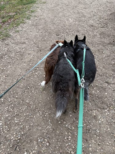 Customer photo review of Solace Waterproof Multi-Dog Connector / Traffic Handle