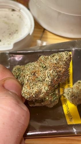 Close-up: Reviewer holding a dense, frosty bud of Do-Si-Dos x Gelato in their hand.