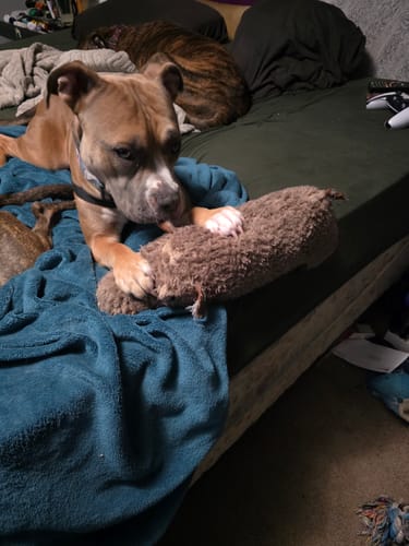 Customer photo review of Tough Plush - Triple Stitch