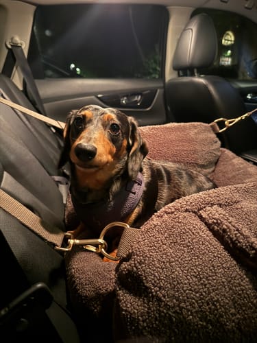 Customer photo review of Chocolate | The Cosy Car Seat