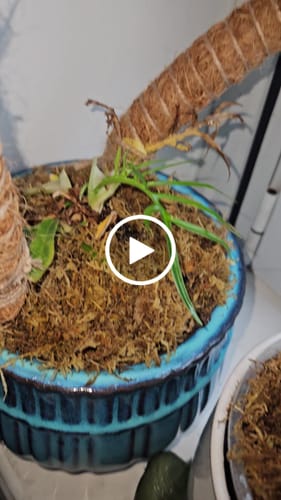 Customer video review of Houseplant Pest Spray