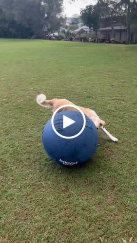 Customer video review of Herding Ball