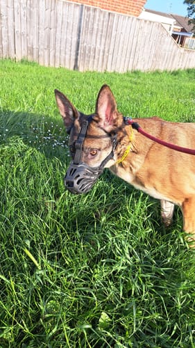 Customer's brown dog wearing the black flexi muzzle in a grassy field.