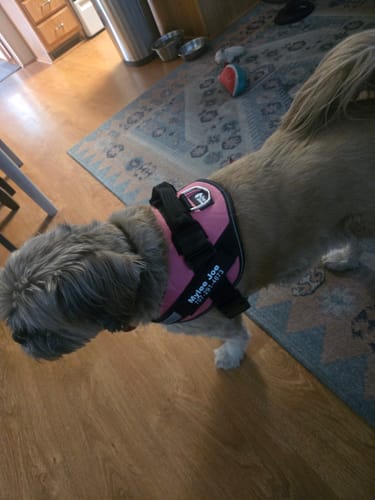 Reviewer's small, shaggy dog wearing a pink and black Dogshood harness indoors.