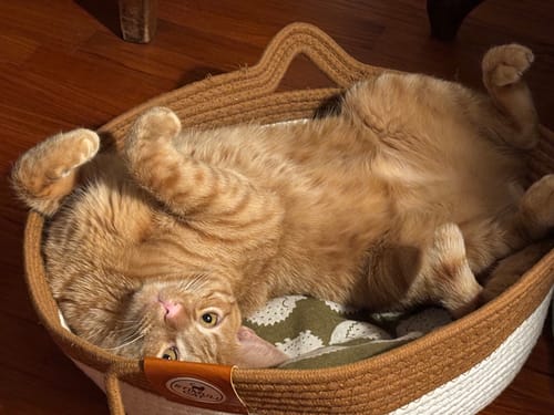 Customer photo review of Instinct Basket | Meet the first research-backed natural territory for indoor cats