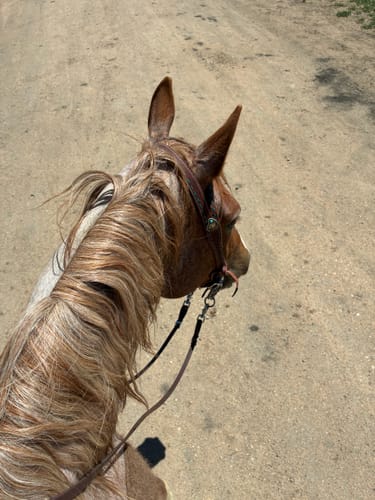 Customer photo review of Katherine Headstall