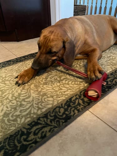 Customer's dog lying on a rug, chewing a bully stick secured in the red Bully Stick Safety Holder.
