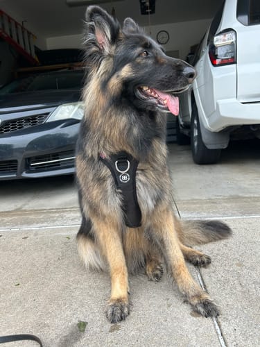 Customer's large Shiloh Shepherd sitting in a driveway while wearing the black Anti Pull Hurricane Harness.