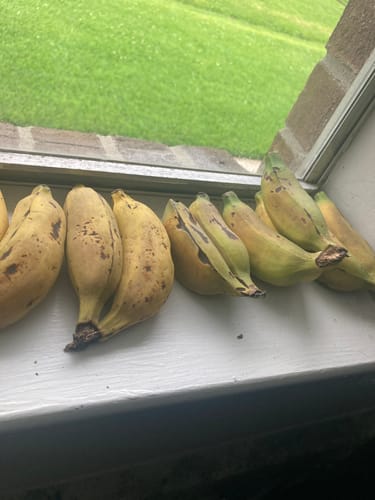 Customer photo review of Baby Banana (Mysore / Manzano Banana)